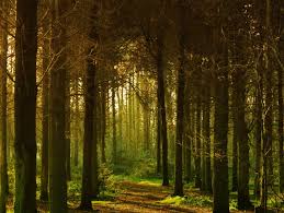 Keep the memory of your dearly departed alive by transforming their remains into the birth point of a beautiful tree. What Is A Woodland Burial Natural Burial Green Funerals Funeral Guide