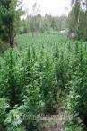 Image result for pole and dagga houses