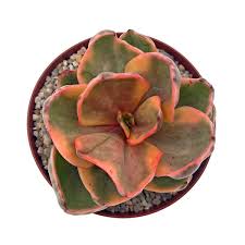 The cotyledon orbiculata cv is an ideal succulent. Cactijardins Home Facebook