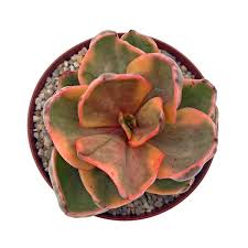 The cotyledon orbiculata cv is an ideal succulent. Cactijardins Home Facebook