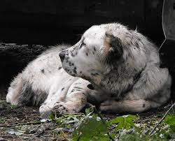 See more ideas about shepherd dog, alabai dog, dogs. Central Asian Shepherd Dog Breed Information And Pictures Petguide