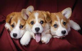 Puppies For Sale In India Cute Puppy Wallpaper Cute Dog Wallpaper Puppy Wallpaper