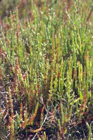 Image result for Sarcocornia