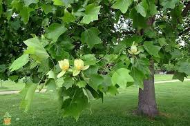 Tulip trees that are a few decades old will usually. Tulip Poplar Tulip Poplar Trees Tulip Poplars Tulip Poplar Tree