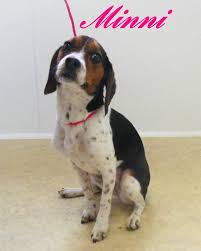 Adopt Minni On Petfinder Animal Rescue Shelter Dogs Beagle Dog