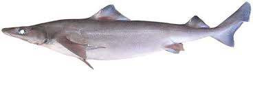 Image result for Isodon