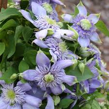 Top 10 blue perennials for dreamy gardens. Clematis Blue Light Buy Clematis Perennials Online