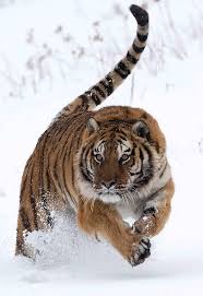 Tumblr Pd6o2afeop1rhe8jbo1 1280 Jpg 744 1080 Tiger Photography Big Cats Feline