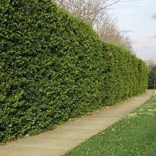 In 1939, american holly was named as the state tree of delaware. American Holly Trees For Sale Fastgrowingtrees Com