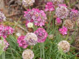 Image result for Plumbaginaceae