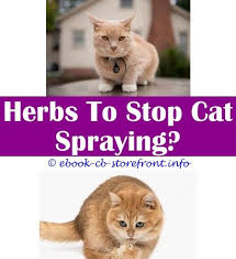 Buy products related to spray bottle and see what customers say about spray bottle on amazon.com ✓ free delivery possible on eligible purchases. 17 Indescribable Cat Spraying Cleanses Bebe