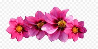 Check spelling or type a new query. Aesthetic Flower Png Transparent Free Hot Pink Flowers Png Garden Flowers Png Free Transparent Png Images Pngaaa Com