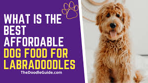Every dog parent wants the best for his furry buddy, and unsurprisingly food is #1 among all the conditions affecting the life of every living thing. What Is The Best Affordable Dog Food For Goldendoodles The Doodle Guide