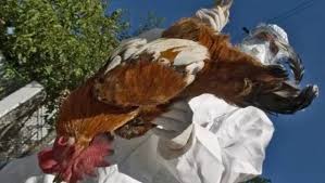 È portata da virus influenzali di tipo a che possono infettare anche altri animali quali maiali, cavalli, delfini. Virus L Allarme Dei Ricercatori Sull Aviaria H5n8 Potrebbe Causare Una Pandemia La Repubblica