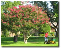 We offer our lawn care services to residents and businesses in the mckinney area who need our help. Mckinney Tx Lawn Treatment Services Granulawn Inc North Texas Weed Control And Landscape Maintenance 972 418 0037