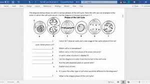 Some of the worksheets for this concept are, cells alive,, cells alive meiosis phase work answers, cell web guide key, plant and animal cells. Worksheet Cell Cycle Regulation Worksheet Grass Fedjp Cute766