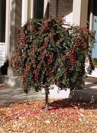 Image result for Cotoneaster