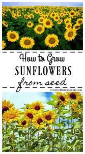 Growing Sunflowers From Seed Creative Homemaking Growing Sunflowers From Seed Growing Sunflowers Planting Sunflowers
