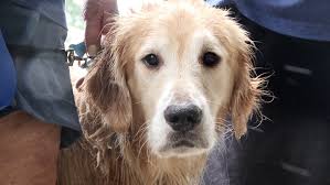 All puppies from us are covered by our health guarantee. Dog In Nj Bay Was Missing Golden Retriever Like A Hollywood Movie