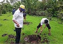 Free for commercial use ✓ no attribution required ✓ tree images & pictures. Tree Planting Wikipedia