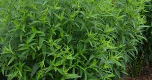 Image result for Vernonia schlechteri