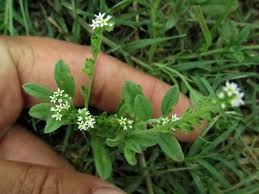 Image result for Euploca ovalifolia