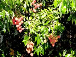 Résultat de recherche d'images pour "lychee trees"