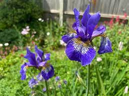 Nick Acheson on X: Compulsory annual Siberian iris porn tweet. They are  just fabulous. t.conWv8fr2X5n  X