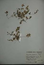 Image result for Achyrospermum aethiopicum