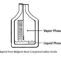 Biological Sample Storage in Liquid Nitrogen | Division of ...