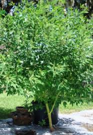 Image result for Cajanus