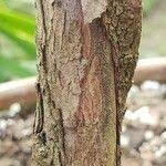 Image result for Afrocarpus usambarensis