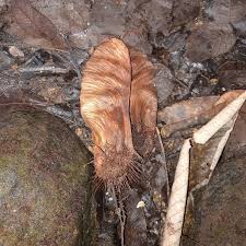 Image result for Centrolobium