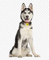 husky png siberian husky and alaskan malamute comparison transparent png vhv husky png siberian husky and alaskan