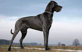 Big Dog Names 650 Big Bold Boisterous Names For Giant Dogs All Things Dogs
