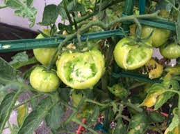 Maybe you would like to learn more about one of these? Southern California Tomatoes Being Half Eaten At Night