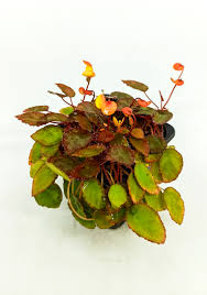 Image result for Begonia vankerckhovenii