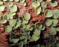 Image result for Chlorosplenium chlora