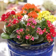 Image result for Kalanchoe blossfeldiana