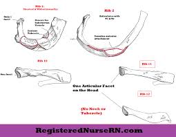 The true ribs consist of 8 ribs, each on the left from the anatomy of the human rib cage, we can tell that the human ribs bones have several parts. Ribs Anatomy True Ribs False Ribs Floating Ribs Typical And Atypical Ribs