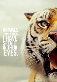 Couldn T Agree More This Is A Quote From The Movie Life Of Pi Tiere Schiffbruch Mit Tiger Tierliebe