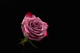 We have a massive amount of hd images that will make your computer or smartphone look absolutely fresh. Rose In Black Background Pictures Download Free Images On Unsplash