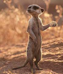 What kind of animal is timon. Pin By Disney Lovers On Disney Behind The Scenes Character Design Cute Cartoon Images Lion King Timon