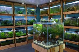 Aquarium Zen 920 Ne 64th St Seattle Wa 98115 Tropical Fish Store Nature Aquarium Aquarium