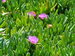Maybe you would like to learn more about one of these? Ice Plant At West Cliff Santa Cruz Ca Ice Plant Plants Santa Cruz