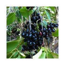 Maybe you would like to learn more about one of these? Buy Jamun Hybrid Plants Online At Lowest Price