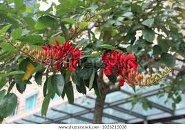 Image result for Erythrina fusca