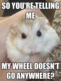 15 Funny Hamster Memes To Get You Through Friday Funny Hamsters Cute Hamsters Hamster