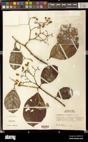 Image result for Dichapetalum