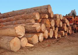 Quality cumaru wood with free worldwide shipping on aliexpress. Cumaru Wood Logs Buy Cumaru Wood Logs In Mato Grosso Do Sul Brazil From Fiel Comercio Exterior Ltda Brazil Trade